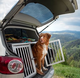 Un perro en una jaula dentro del maletero