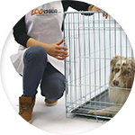 Cage de transport voiture pour chien