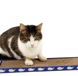 un gato sobre una tabla rascador para gatos