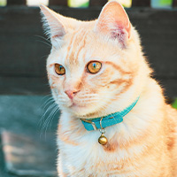 chat qui porte un collier