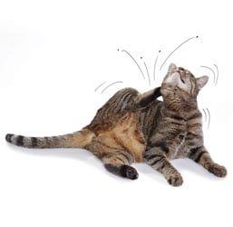 un gato con pulgas rascándose 