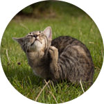 un gato sin antiparasitarios entre la hierba 