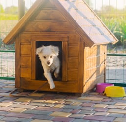 Un perro en una caseta de exterior