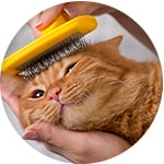 Cepillando el pelo a un gato