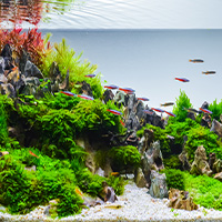 aquarium avec diffuseur d'air