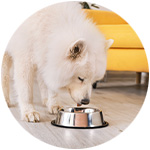 Un perro blanco comiendo de un comedero de acero inoxidable