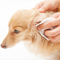 nettoyage des oreilles du chien 