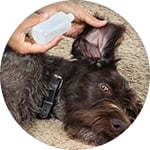 Aplicando un limpiador auricular a un perro