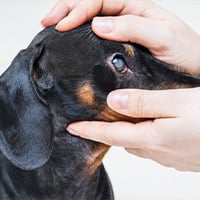 La importancia del cuidado de los ojos de un perro