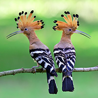 Dos bonitas aves exóticas en la naturaleza