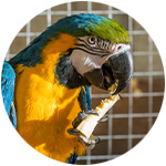 perroquet qui mange un fruit
