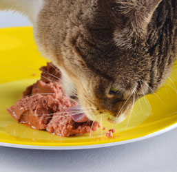 un gato comiendo comida húmeda