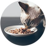 un gato comida comida húmeda mezclada con pienso