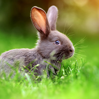 un conejo en mitar de un prado de hierba