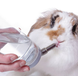 Un conejo bebiendo agua de un biberón