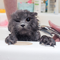 Aplicando un champú a un gato en el baño