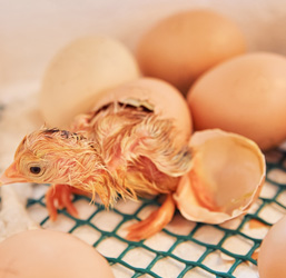 Un pollito eclosionando tras haber estado en una incubadora de huevos