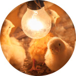 Unos polluelos nacidos en una incubadora de huevos