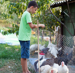 un niño dando de comer a unas gallinas protegidas por una red