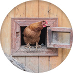 Una gallina en la puerta de un gallinero de madera
