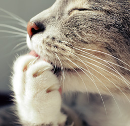 higiene del gato