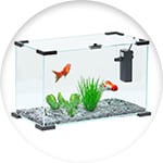 Un sencillo acuario de vidrio con peces