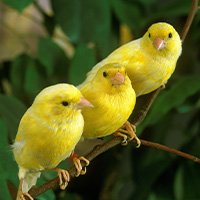 nourriture pour canaries