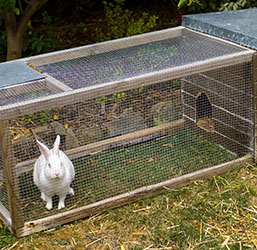 Un parque para conejos
