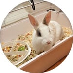 Bonito conejo en una jaula pequeña que necesita una conejera 