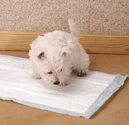 tapis de propreté chien