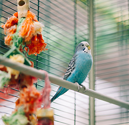 Un periquito azul en su jaula