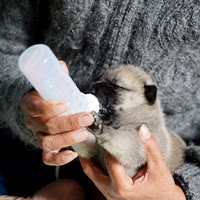 Dando leche maternizada con un bibierón a un cachorro recién nacido