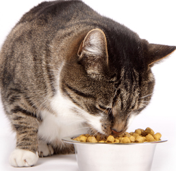 Un gato comiendo en su comedero