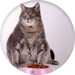 Un gato con sobrepeso delante de su comedero de comida