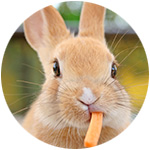 Un conejo comiéndose un snack de zanahorias