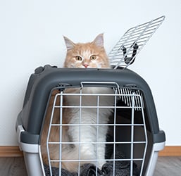 Un gato asoma la cabeza de un transportín para gatos