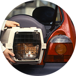 Caisse de transport pour chat dans un coffre de voiture