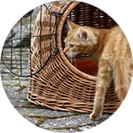 Este gatito no tiene transportín y en la cesta, no puede viajar