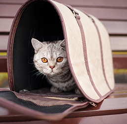 Un gato dentro de un bolso de transporte para gatos
