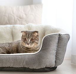 Un gato dentro de su cesta