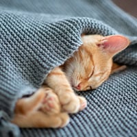 Un gato durmiendo con su manta