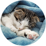 Un gato durmiendo plácidamente con su manta