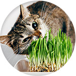 Un gato se purga con hierba gatera