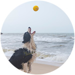 chien qui joue à la balle sur la plage