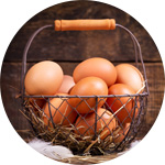 huevos caseros de la cría de gallinas ponedoras