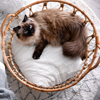 Un gato en su cesta de mimbre