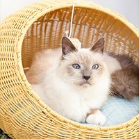 Un gato dentro de una bonita cesta de mimbre