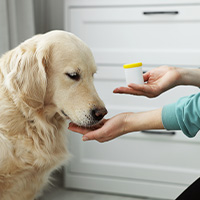 vitamines pour chien séniors