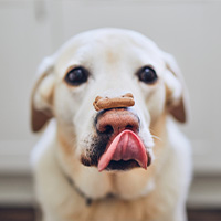 Biscuit pour chien en forme d'os