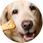 biscuit pour chien 